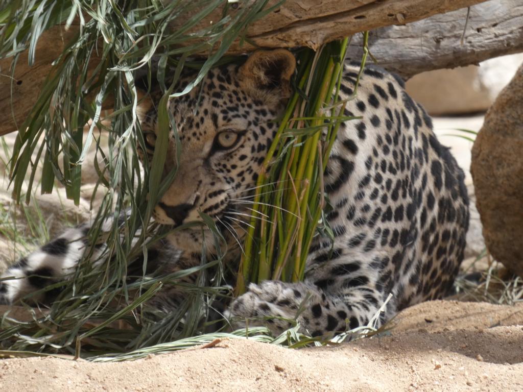 Leopard hiding